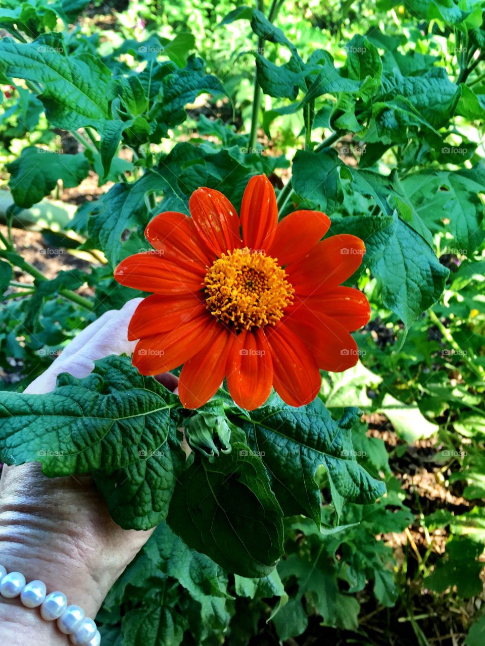 Orange Zinnia