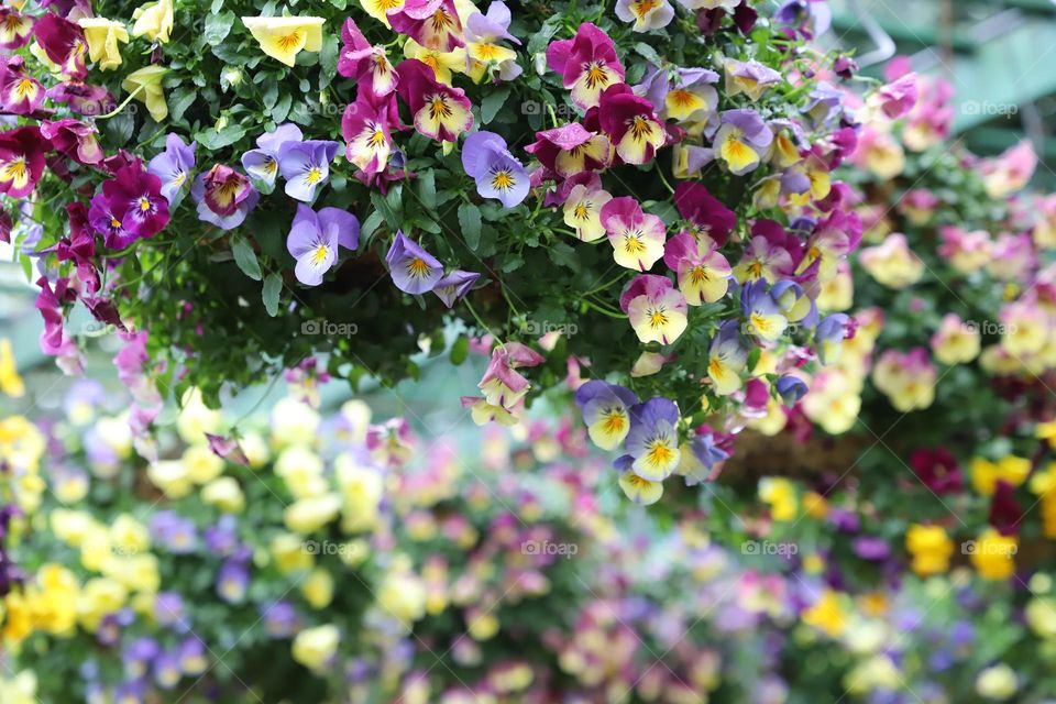 Colourful pansies hanging down 