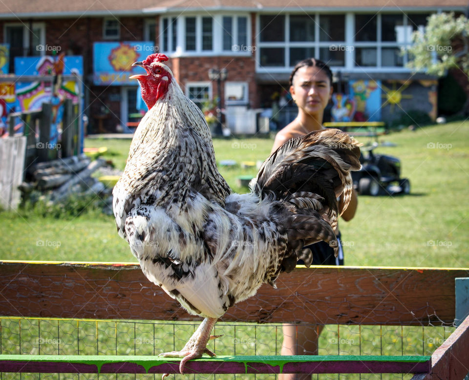 Crowing rooster and a girl