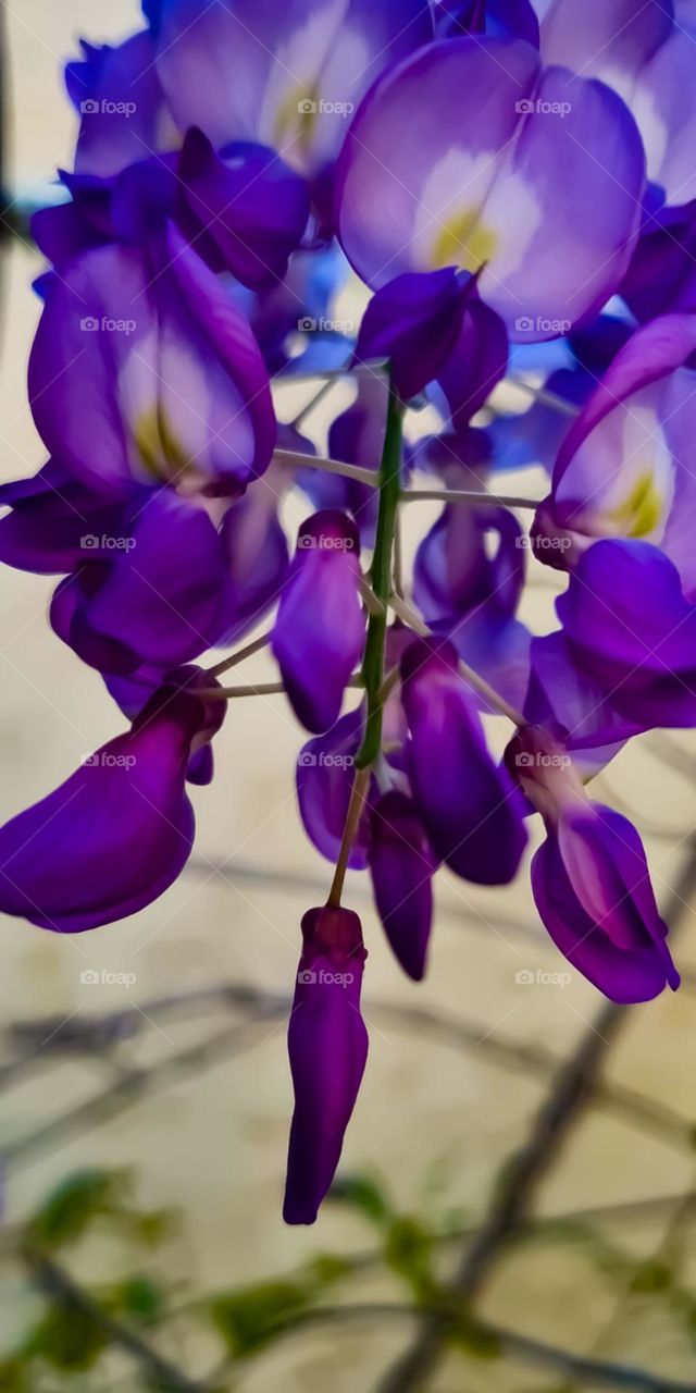 The Flowers of My Garden: Wisteria
AsFlores do meu Jardim: Glicínia