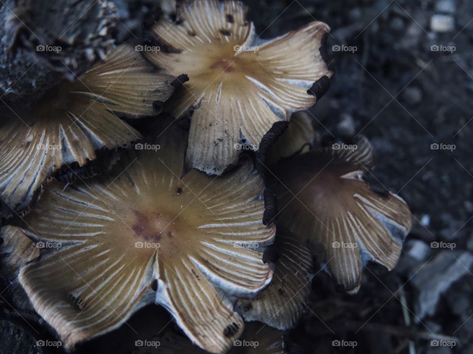 Some pretty mushrooms