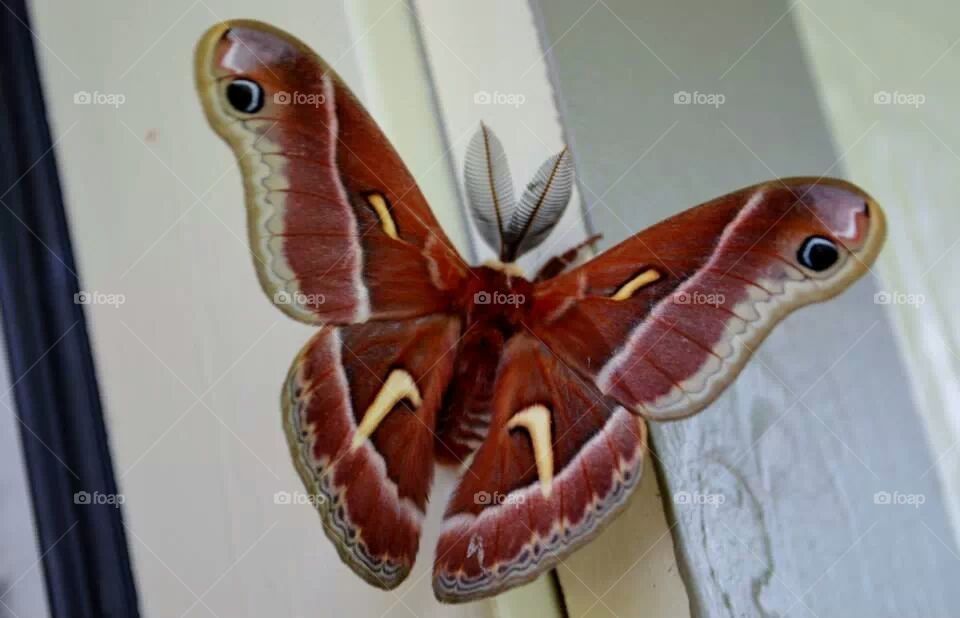 silk moth