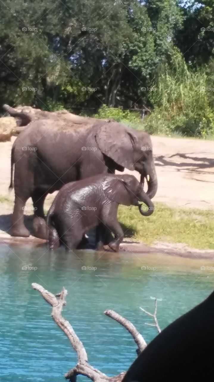 Elephants on a Safari