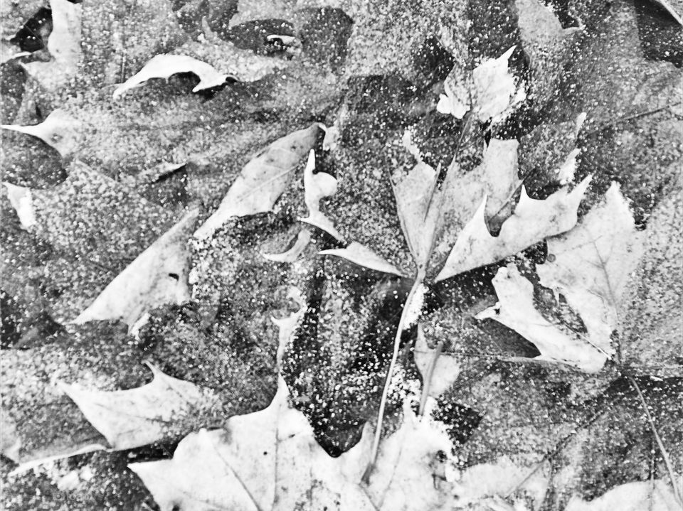 Leaves Ice