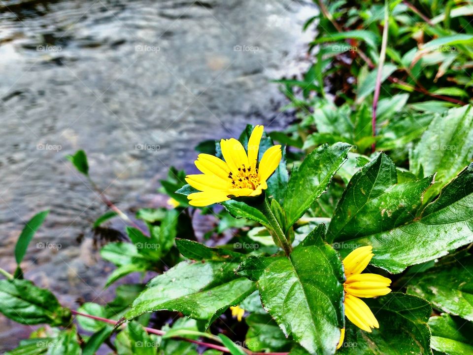 yellow wild flower near river