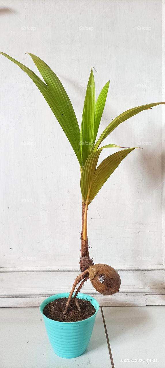 coconut tree bonsai the result of a difficult and complicated work