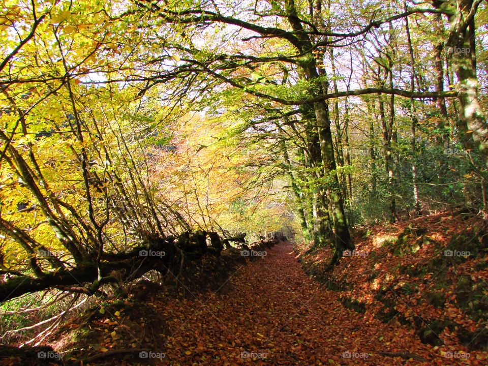 Wood, Leaf, Fall, Tree, Nature