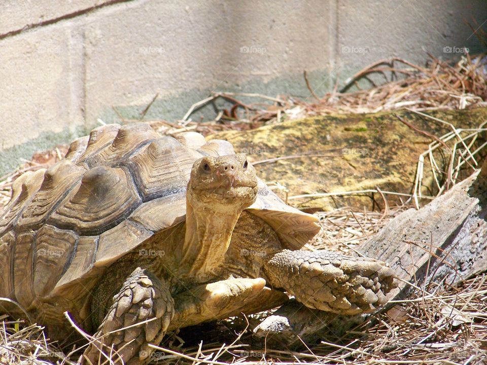 tortoise