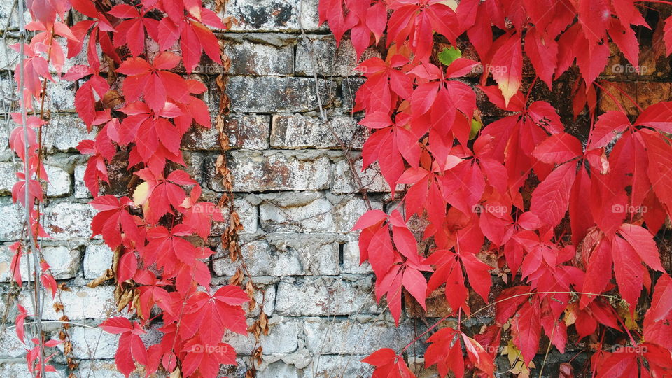 red autumn leaves