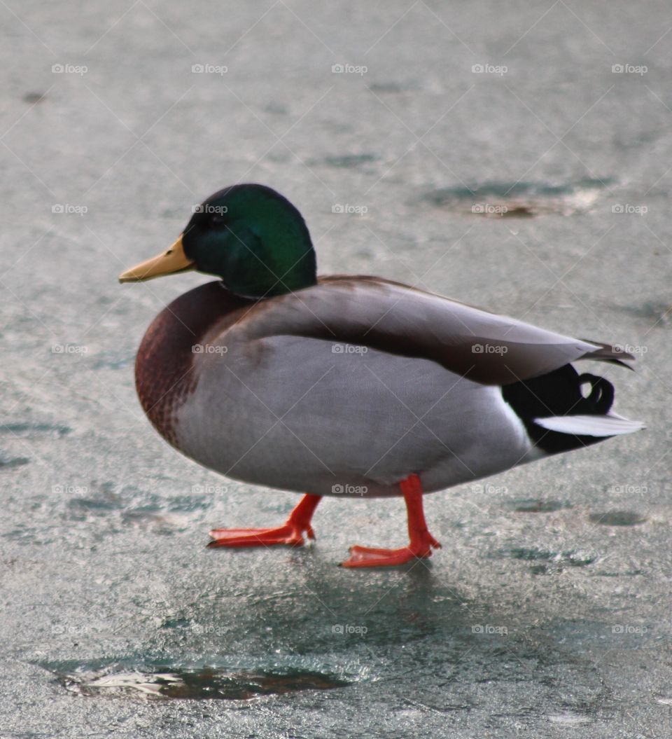 Duck on Frozen Pond Walking