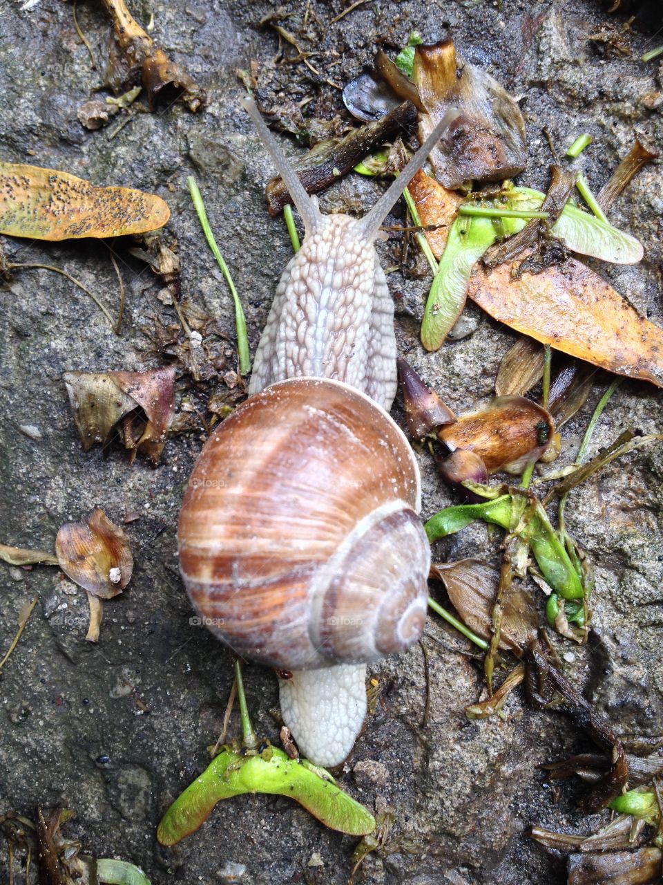 A snail #4. A snail #4