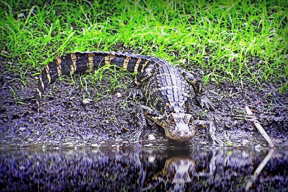 Alligator on the shore. Alligator on the shore