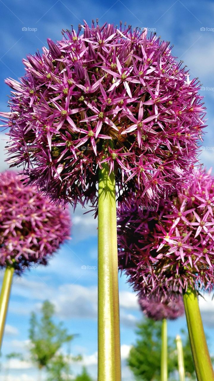 From the ground up shooting. Beautiful flowers. Plants around us. Purple flowers in the blue sky background.