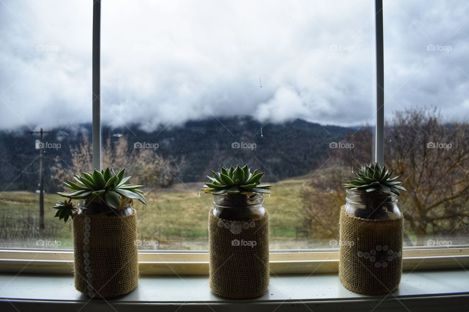 These determined, resilient succulents patiently awaiting on the windowsill so they can be planted beside the garden.