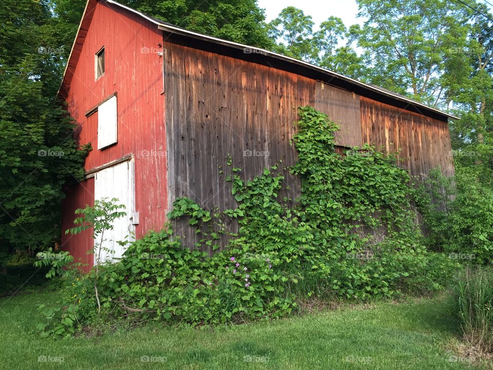 Old barn. Old barn with vines growing up side 