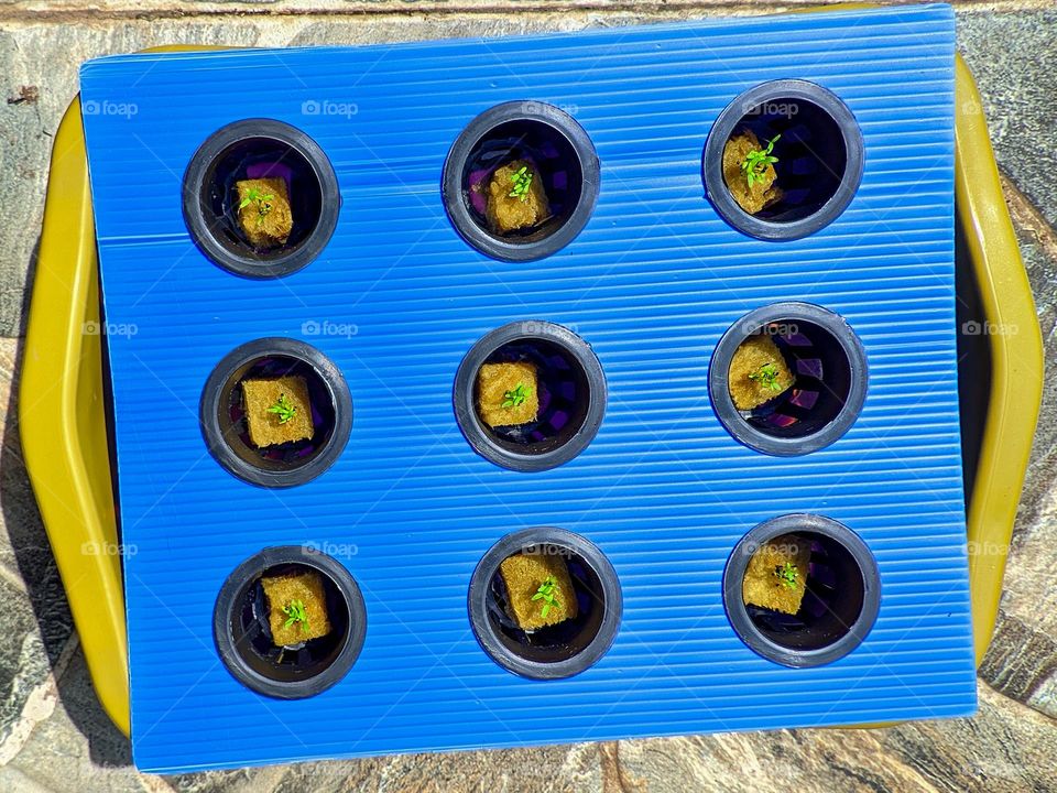 Planting spinach seeds with hydroponic system