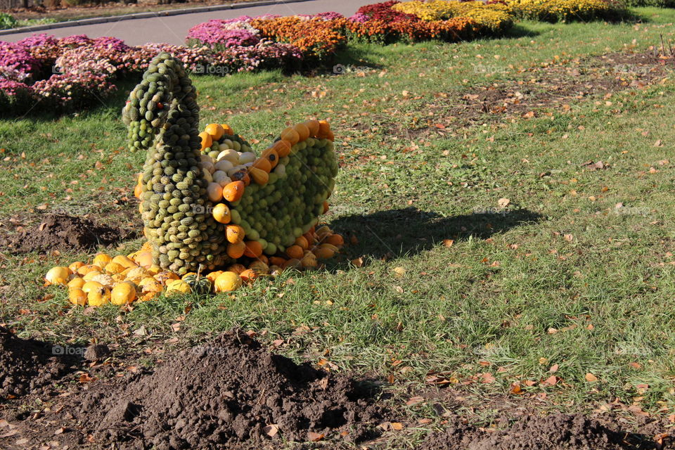 swan made from different species of pumpkins