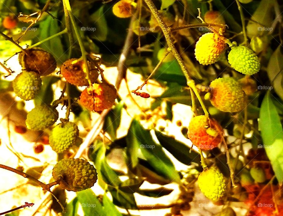 LITCHI...