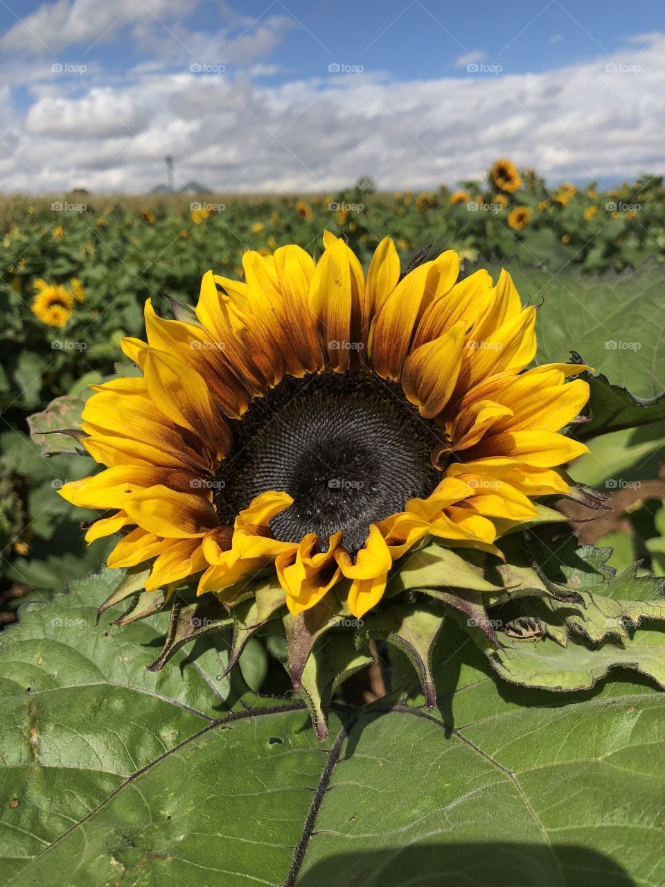 Sunflower at Apple Annie’s