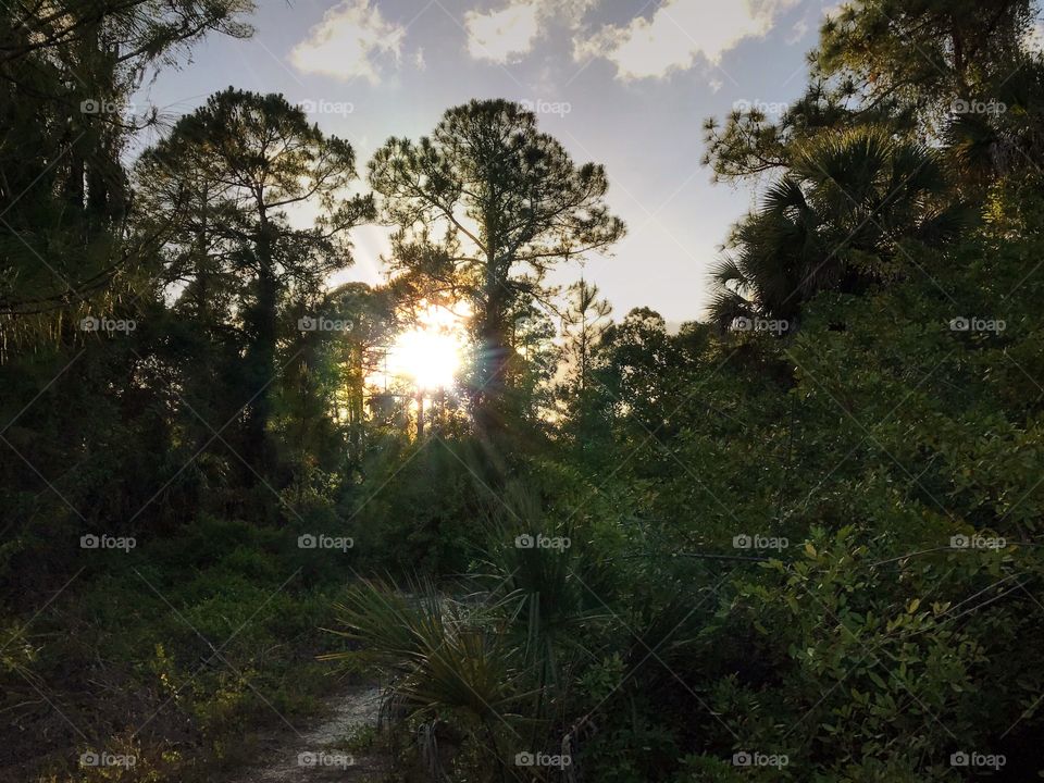 Sunlight through the forest.