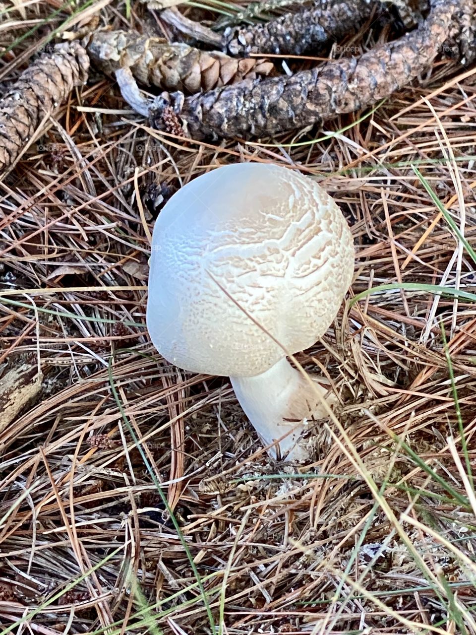 Wild mushroom, pine cones and pine needles 