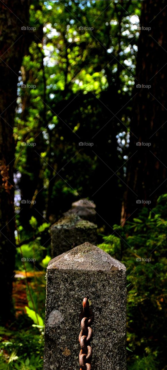 Old cemetery of forest