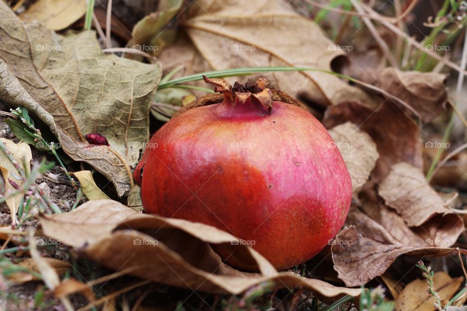 Pomegranate 