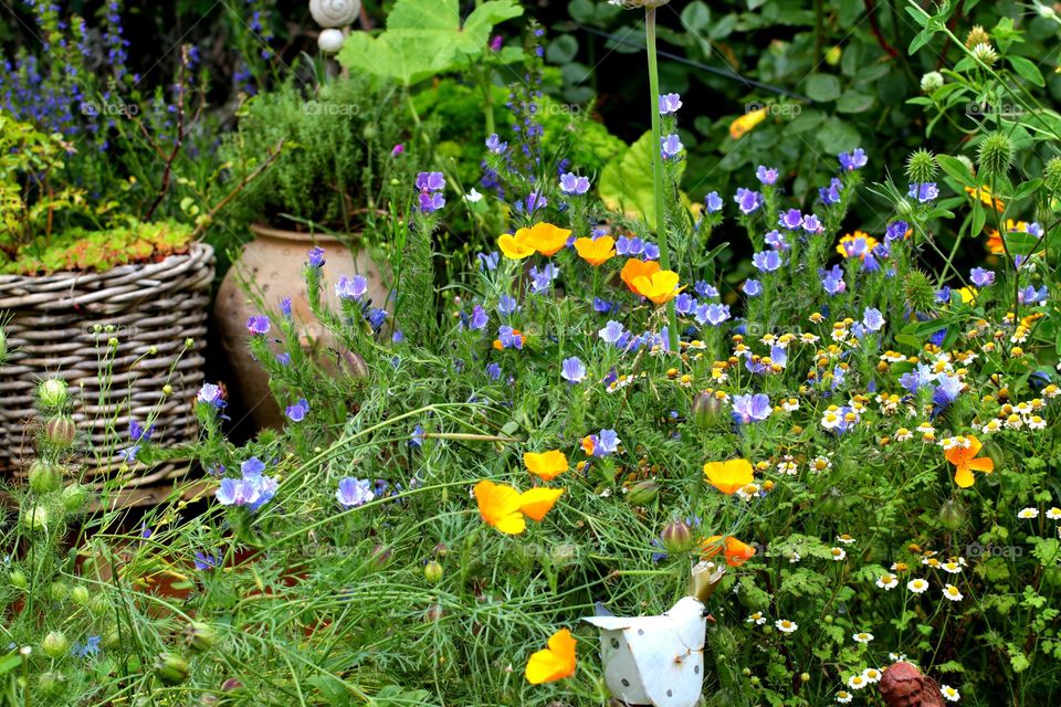 Blumenwiese im Hochbeet
