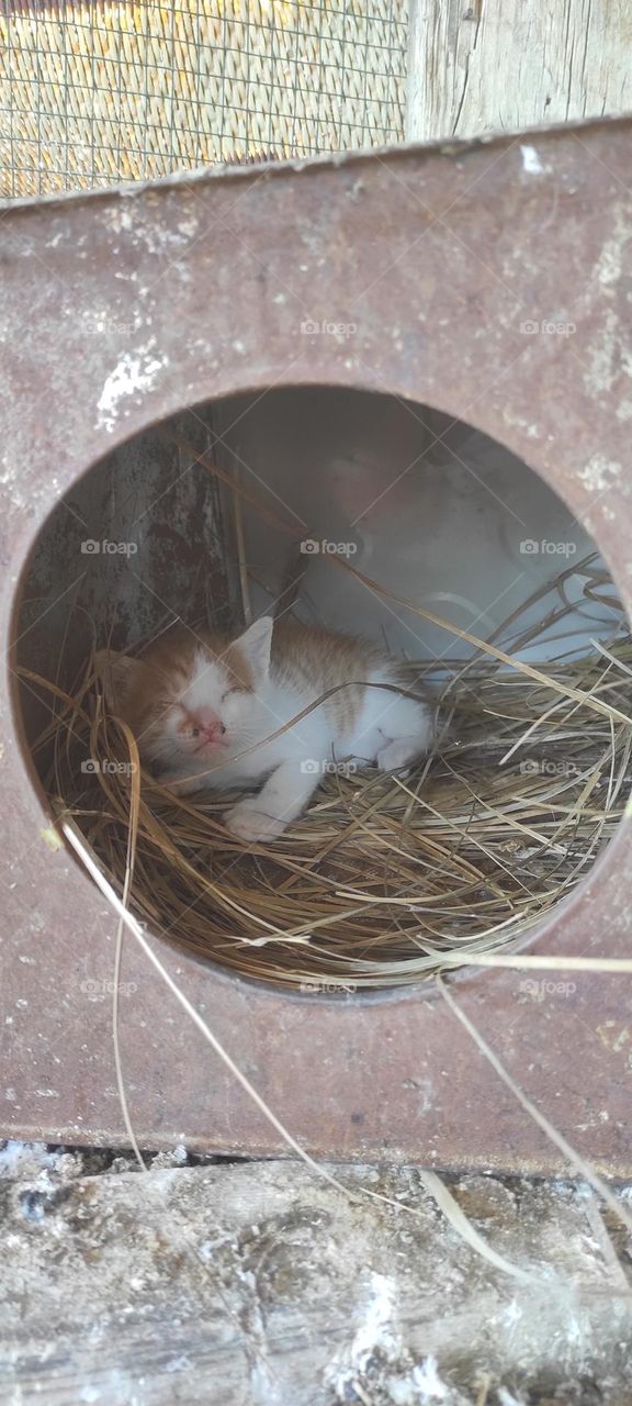 This cat is in the house of the bird, where comfort and warmth