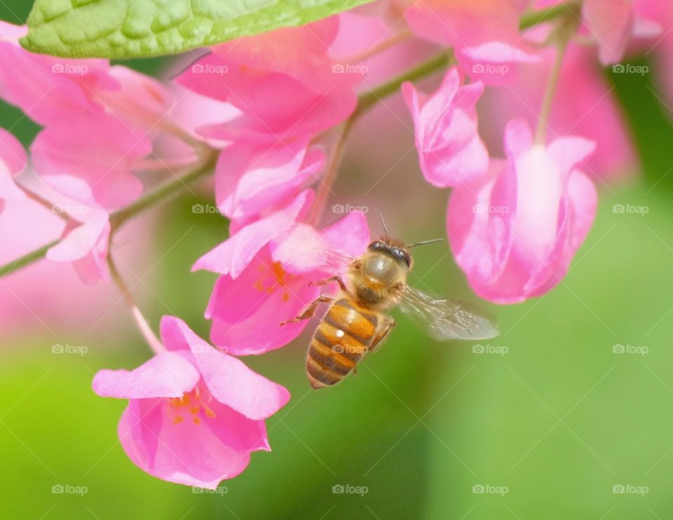 Bee