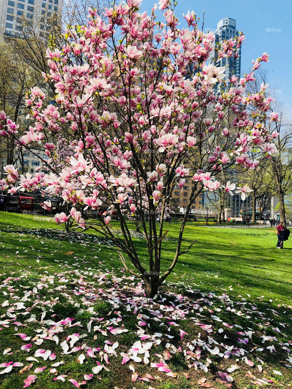 Spring is here ! Pink flowers ! Central Park ! New York ! The big apple ! Columbus circle 