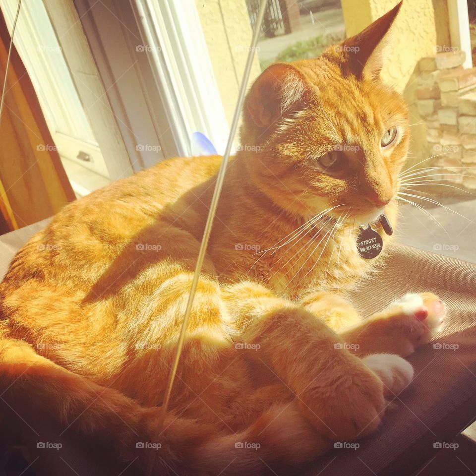 Orange cat in window