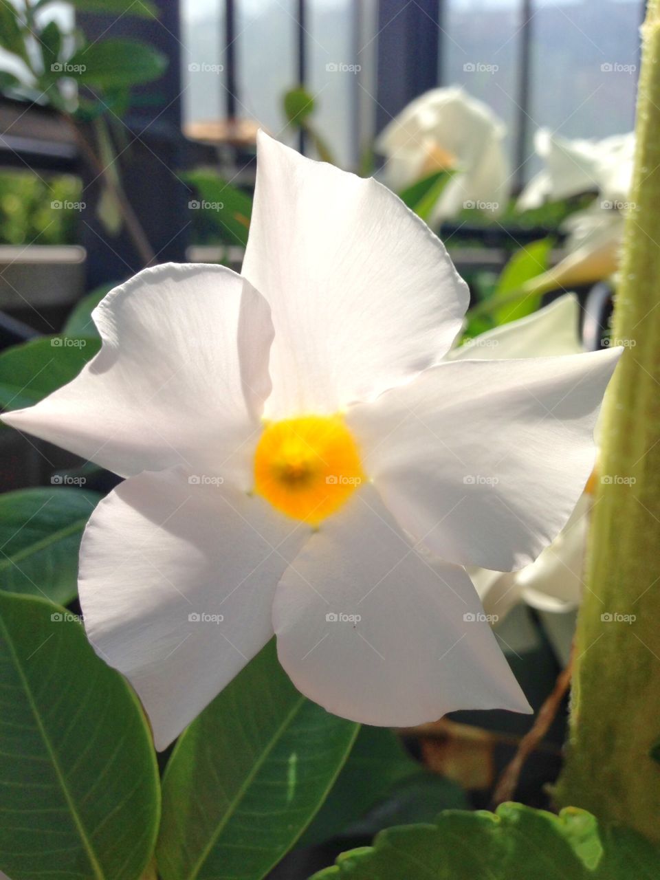 White flower. White flower