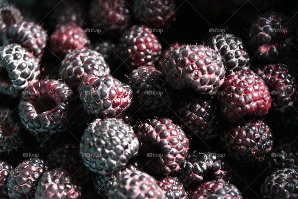 black raspberries