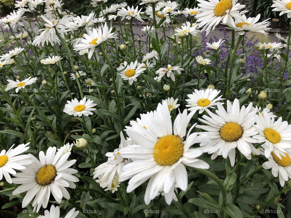 Such fresh and blooming marvelous white daisies.
