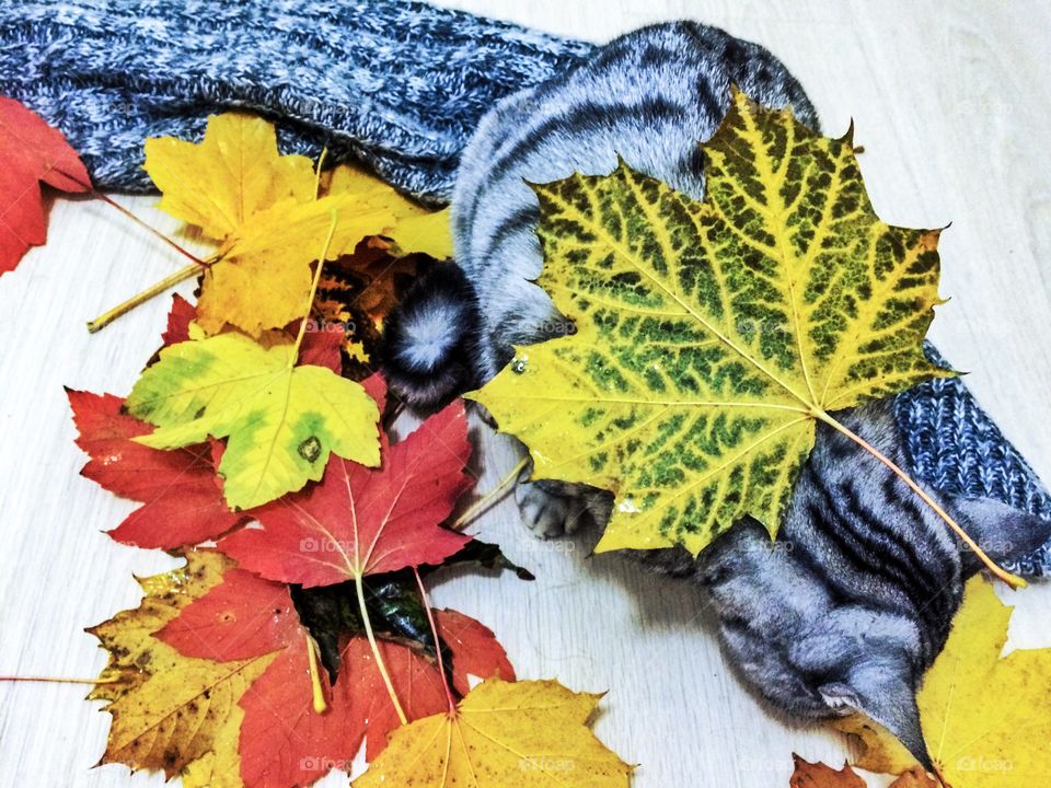 Cat playing with autumn leaves