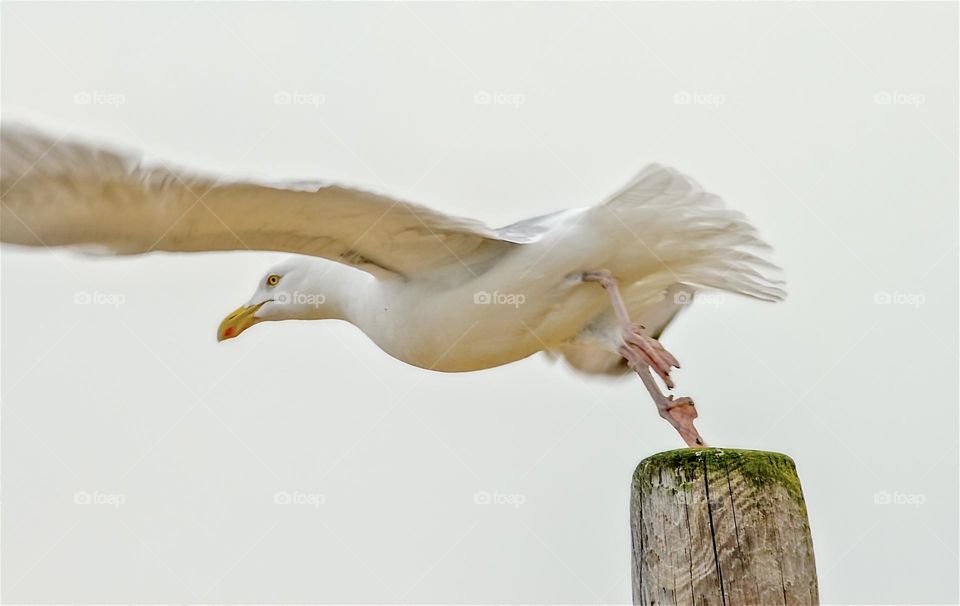 A seagull takes flight from a mossy, wooden post