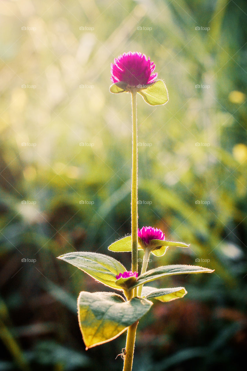 flower in sunset