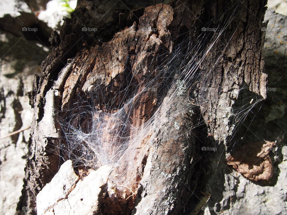 Close-up of spider web