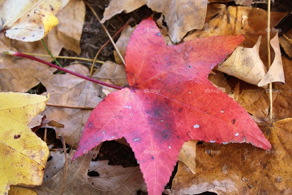 Fall leaves