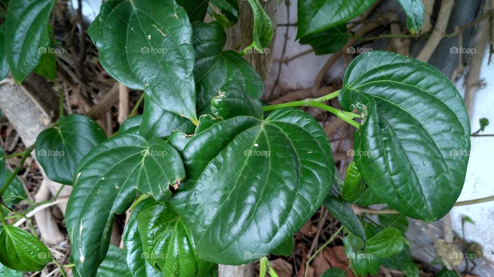 Betel leaf