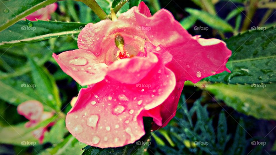 pink flower with droplets