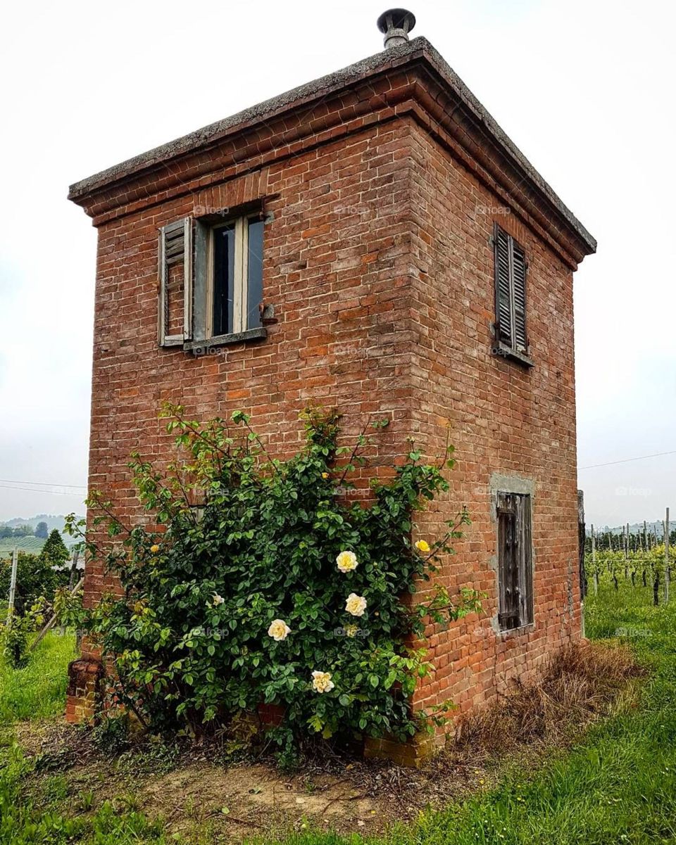Small rural building in the vineyard with flowered rose plant