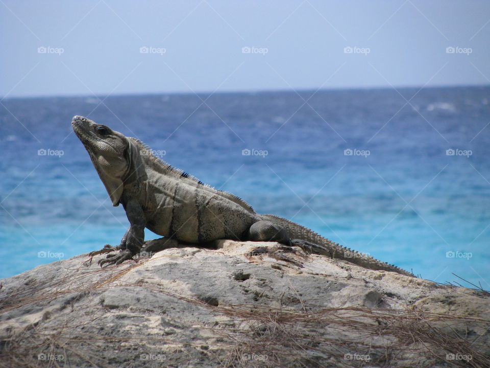 Iguana having Sunbath 
