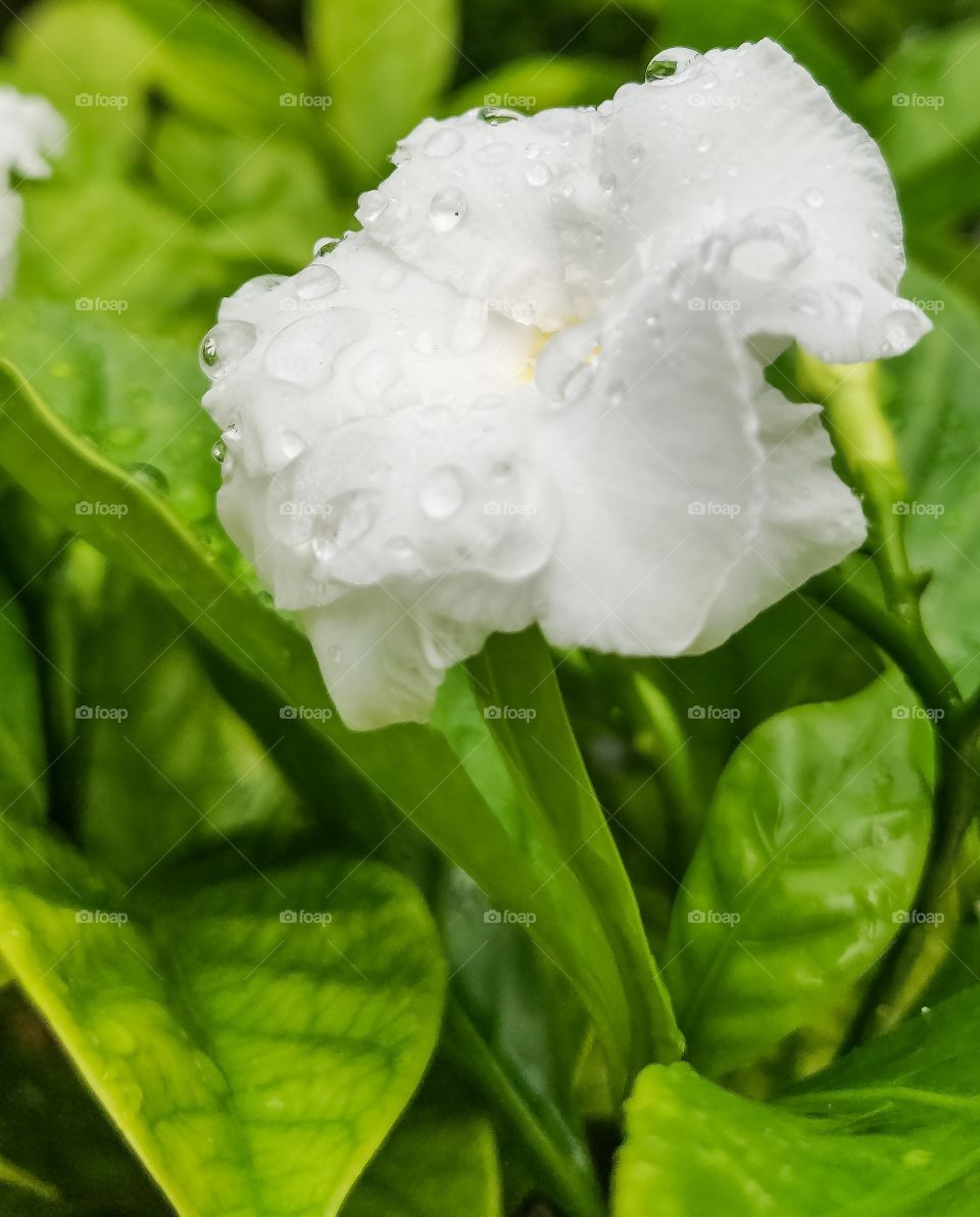 Portrait of a white flower plant