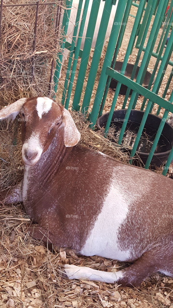 goat  at the fair