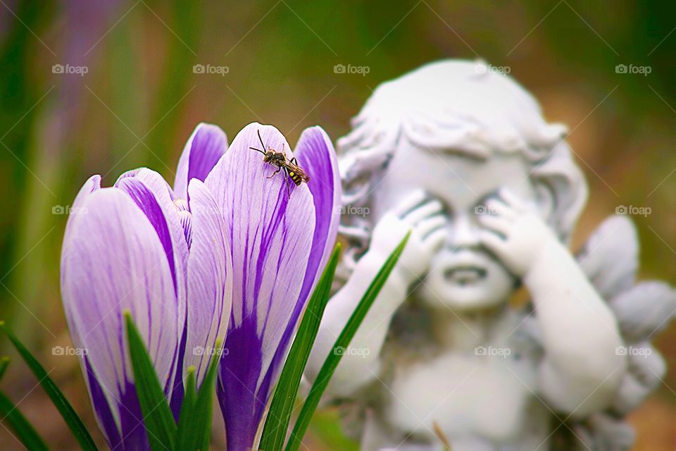The Angel closes her eyes. Spring Crocus, an Insect and an Angel 