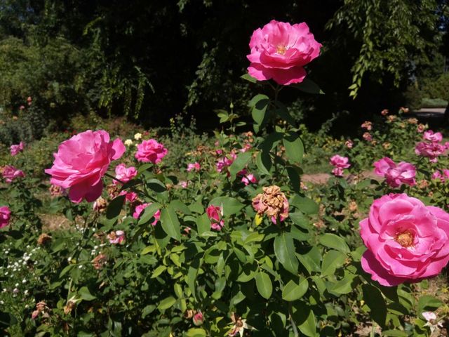 Roses in heat