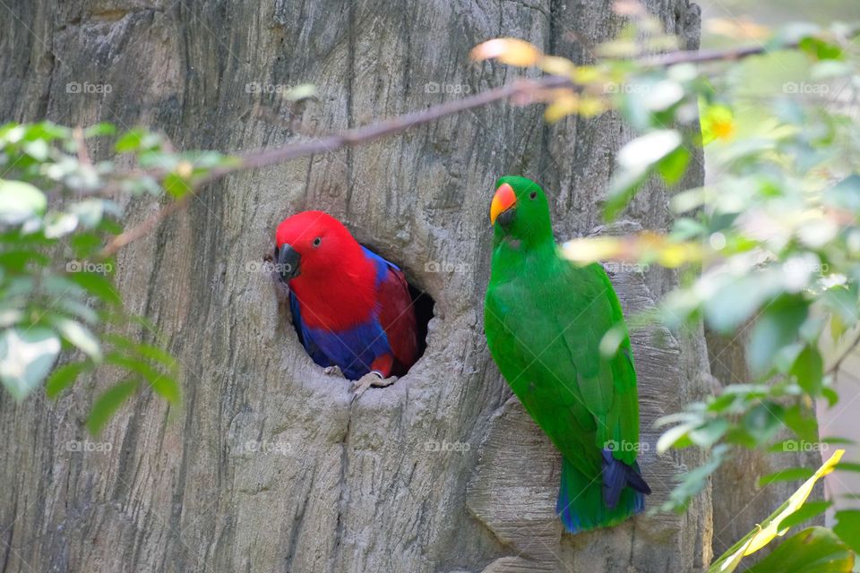 A pair of beautiful birds