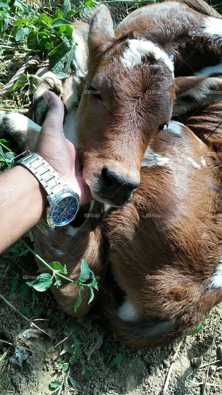 calf